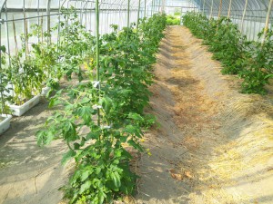 気仙沼市の畑で栽培中のトマト