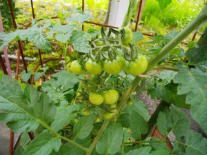 博石館のドラム缶栽培トマト